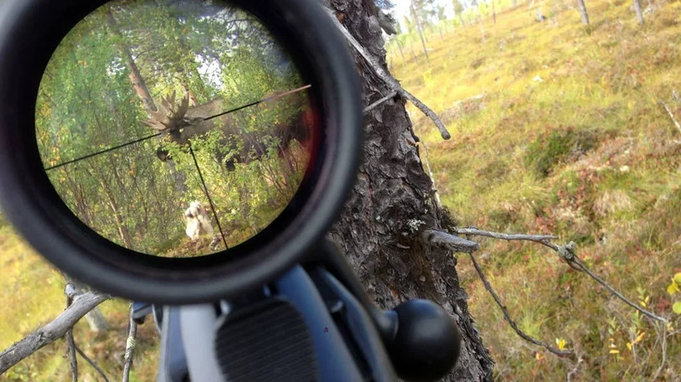 Johan Karlberg har fångat en älg i kikarsiktet.