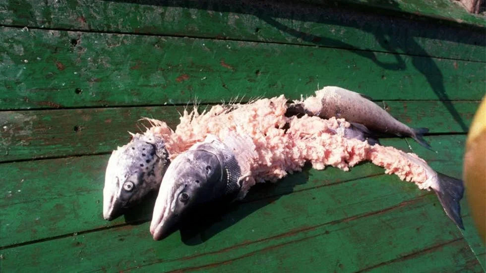 Fisk som blivit uppäten av säl.