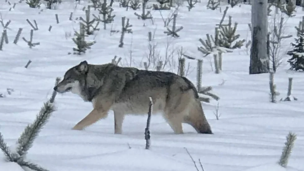Misstänkta vargspår har siktats i Kalamark. (Arkivbild)