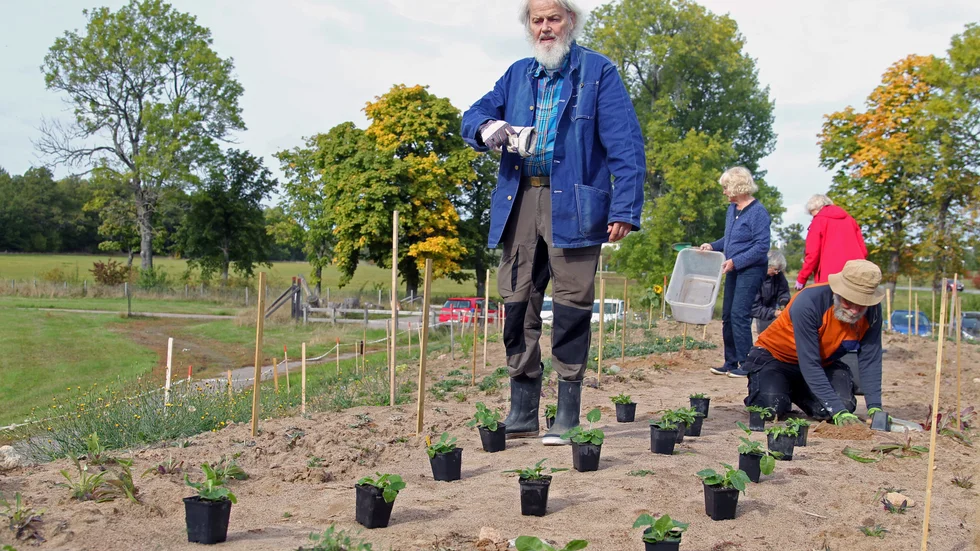 Projektledaren Alf Karlsson styr arbetet på sandkullen vid Smedstad dammar. Cirka 3 000 plantor ska planteras här för att gynna framför allt solitärbin.