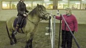En häst väjer för ett hinder i naturen om de inte vet att det är ofarligt. Westernridning, som Marie Westman här tränar på, handlar bland annat om att skapa ett ömsesidigt förtroende mellan häst och ryttare så att hästen, i detta fall, vet att det inte är någon fara att passera grinden. Caroline Söderkvist är ledare.
FOTO: TITTI OLOVSSON