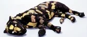 <I>Konst:</I>
Från textil fiber och vidare