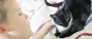 Den vilda jakten på en söt kattunge
