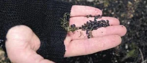Nyaste naturreservatet - Norrköpings ekbackar