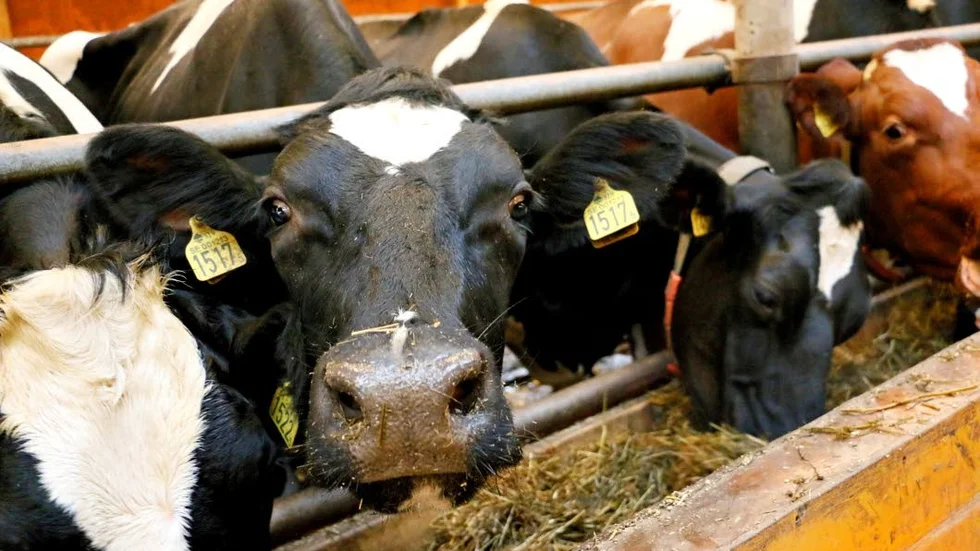 Kossor. 150 mjölkkor finns på gården i Sjulsmark.