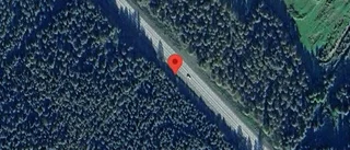 Trafikverket varnar för älg på vägen på väg 95
