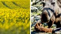Älgar förstör rapsskörden – skyddsjakt har beviljats 
