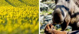 Älgar förstör rapsskörden – skyddsjakt har beviljats 