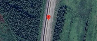 Älg på fel sida av viltstängslet på E4