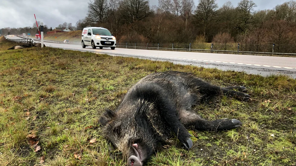 Efter vildsvinskrocken kontaktade inte föraren polisen direkt. Nu åtalas hon misstänkt för förseelse mot jaktlagen. Bilden är tagen i ett annat sammanhang.