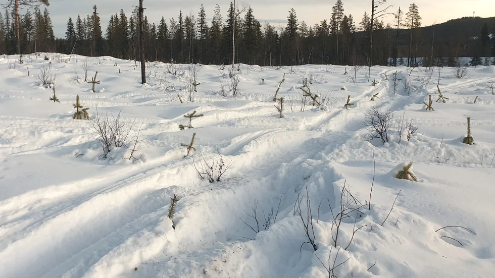 Flera markägare i Glommersträsk har fått skogen sönderkörd och upplever att buskörningen eskalerat. Sveaskog upplever också att problemen växer.
