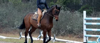 På väg till Gothenburg Horse Show
