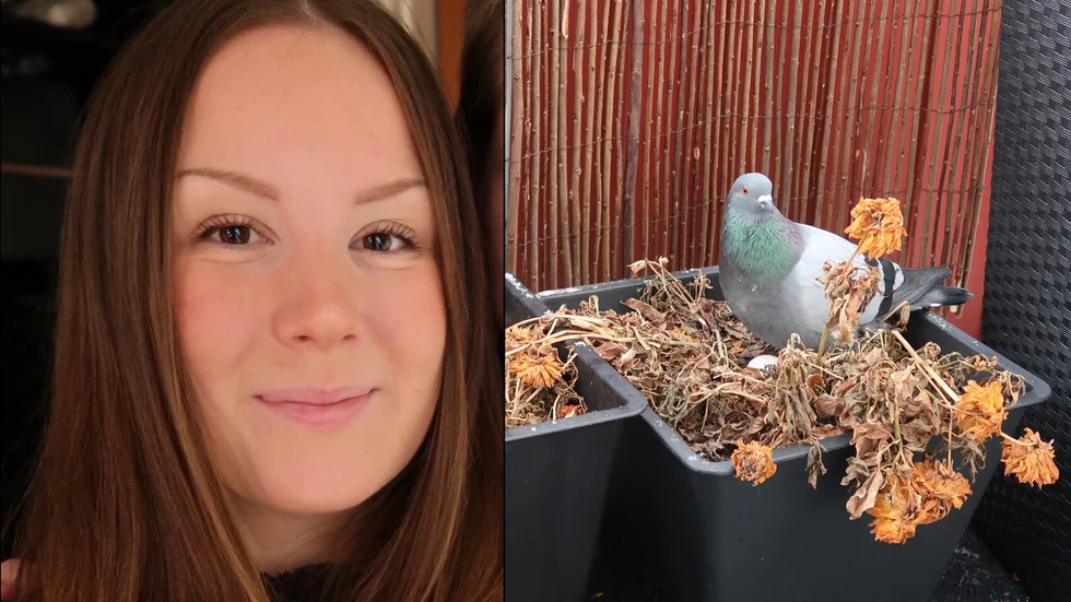 Johanna Berggren, 25, i Malmberget befarade bajskaos när duvparet dök upp på balkongen. Nu ser det oväntade besöket ut att sluta i babylycka om ett par veckor.