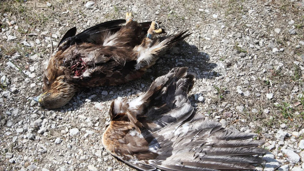 En kungsörn har flugit in i ett vindkraftverk och fått vingen avklippt.