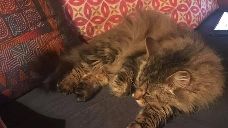 Katten "Tjejen" kom äntligen hem efter sex månader i vildmarken.