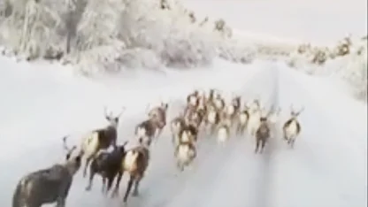 Sameradion och SVT Sápmi uppmärksammade filmen först.