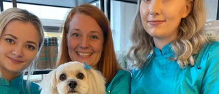 Hundsalong öppnar igen – med nya ägare