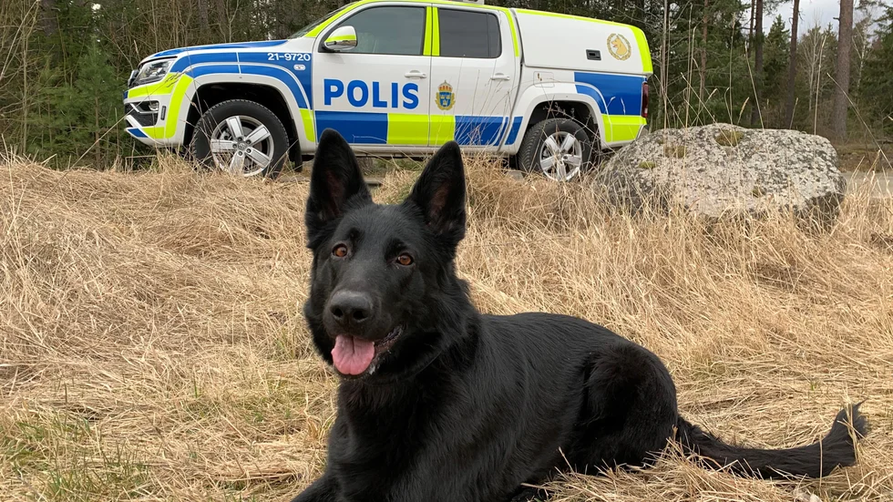 Tack vare en stark insats från hundföraren Gustav och hunden Luna och en till hundpatrull kunde polisen gripa tre personer misstänkta för stöld av katalysatorer kring Östuna utanför Knivsta den 31/3.