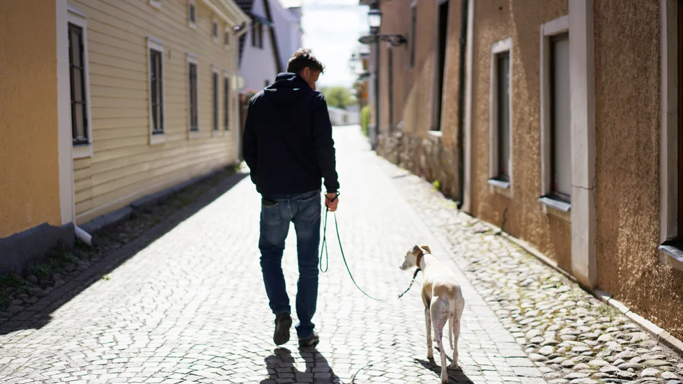 Husse och hund tar sig snabbt mellan hemmet och ateljén i Vadstena.
