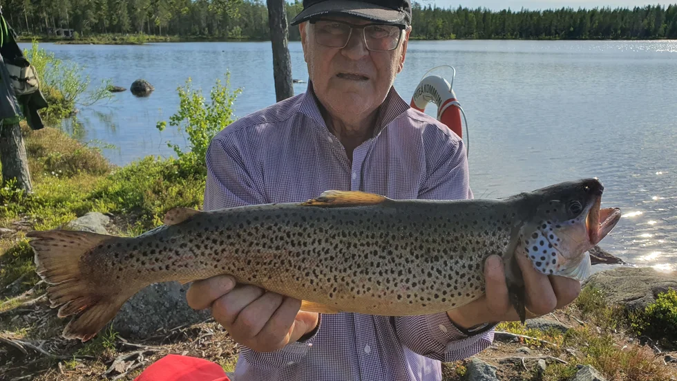 Leif Andersson fick en grann öring på två kilo när han metade i Torrbergstjärn. De riktigt stora öringarna lyser dock med sin frånvaro.