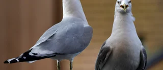För många fiskmåsar i stan        