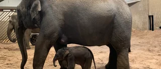 Kungens elefant har fött en liten kalv