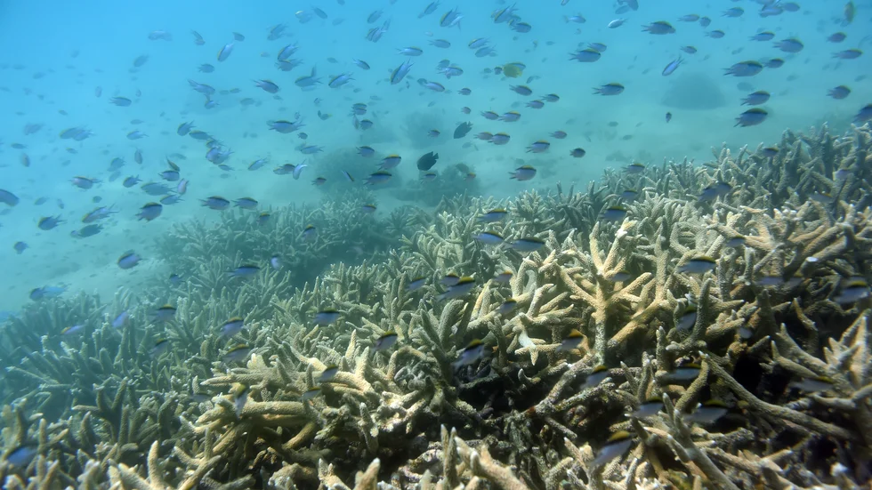 Världens korallrev är hem för ett närmast oräkneligt antal arter, från viktiga mikroorganismer till fiskar. Men till följd av klimatförändringarna hotar omfattande koralldöd. Arkivbild.