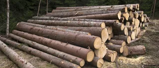 Därför har skogen en viktig roll i klimatdebatten