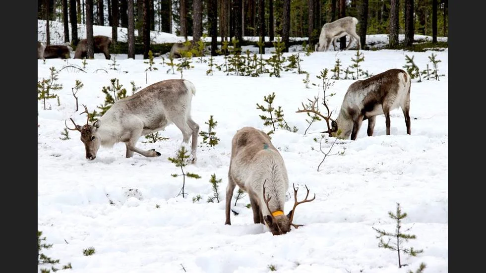Både renar och älgkalvar har rivits av varg den senaste tiden. Foto: Gunnar Westergren/PT