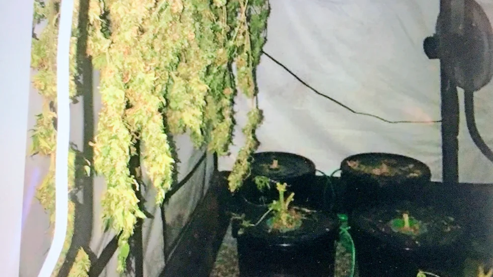 Polisen slog till mot 30-åringen den 7 juni, huset visade sig vara en cannabisfabrik.