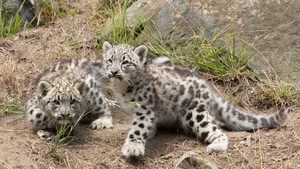 Två snöleopardungar i fångenskap leker på San Francisco Zoo & Gardens. Arkivbild.