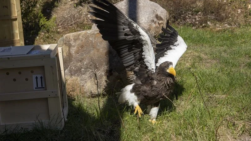 Två jättehavsörnar finns nu på Kolmårdens djurpark.