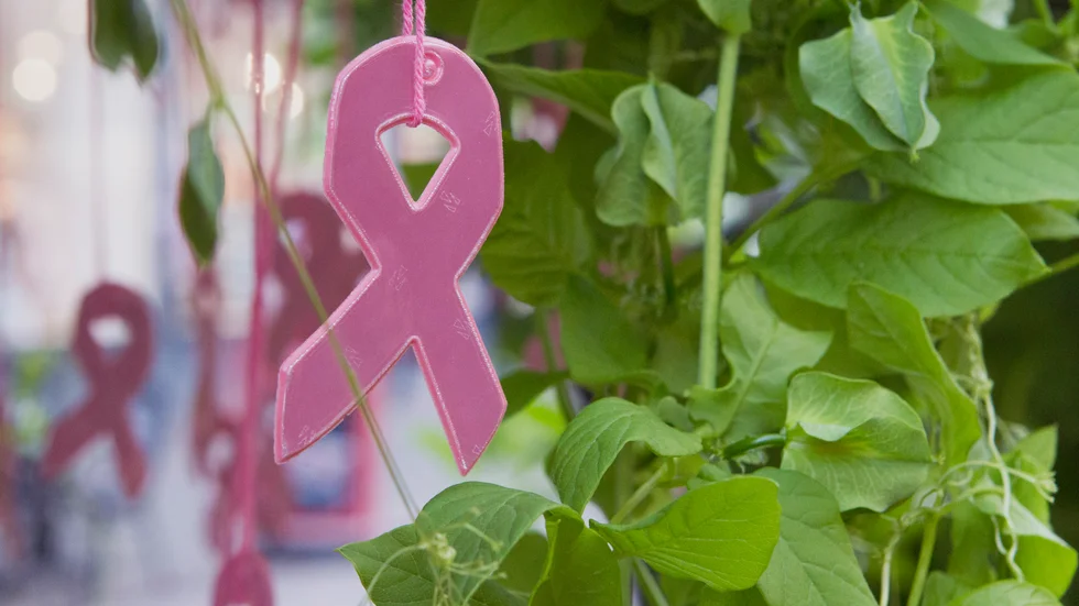 Bild från 2019 när Bröstcancerförbundet i Uppsala pyntade blomsterbågarna på gågatan med organisationens klassiska rosa band.