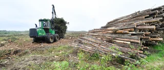 Insändare: Skövling av skog när Northvolt-fabriken byggs