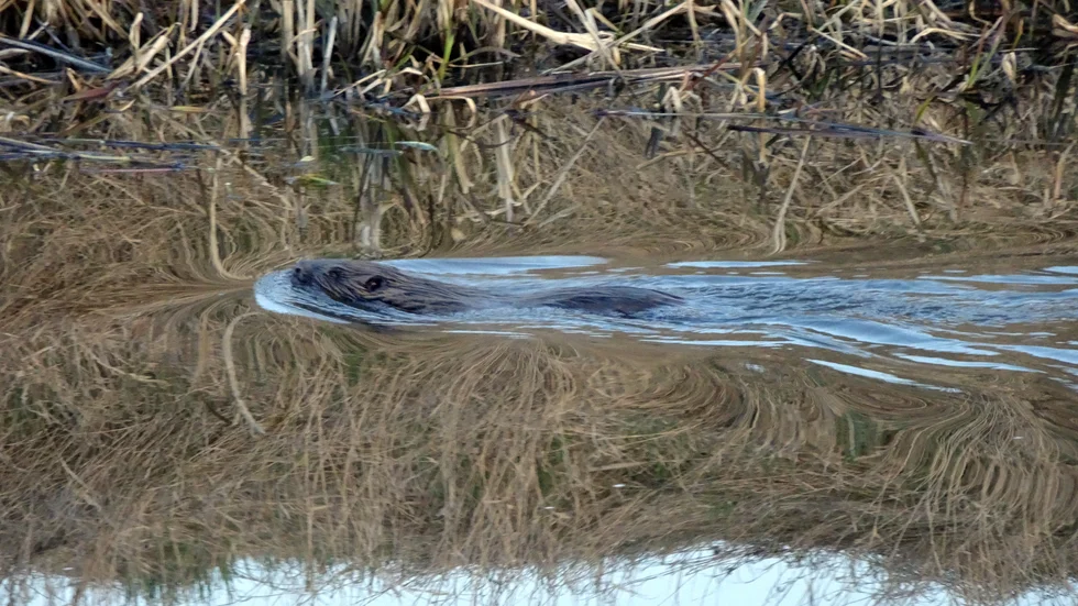 Naturligtvis anser Trafikverket att det är bävrarnas fel och/eller Bergvik Skogs problem, skriver Bengt Löf. Bild från annat tillfälle. 