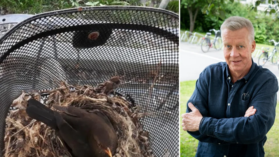 John Belling har tagit sig an fallet med koltrasten i cykelkorgen. Ärendet verkar nu få ett lyckligt slut.