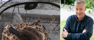 Koltrastens olämpliga boplats räddad