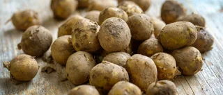Sjukvårdspersonal får årets första potatis