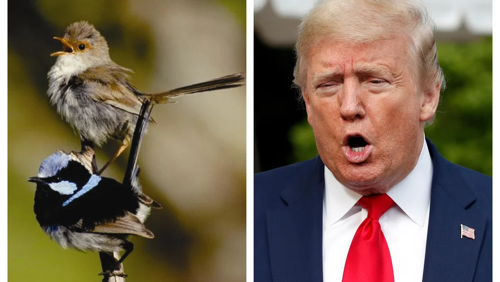 Både fåglarna och Trump kvittrar, men på helt olika sätt.