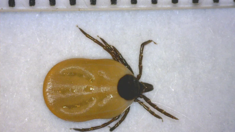 Fästingarna finns i hela norra Sverige, visar en ny studie. Här en delvis blodfylld fästinghona av arten vanlig fästing (Ixodes ricinus).