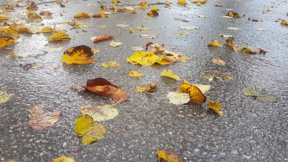 Hösten i sin fulla prakt. Eller åtminstone som vi är vana att se den. 