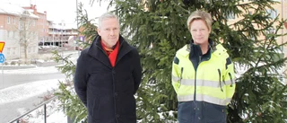 Därför saknas granar på torgen