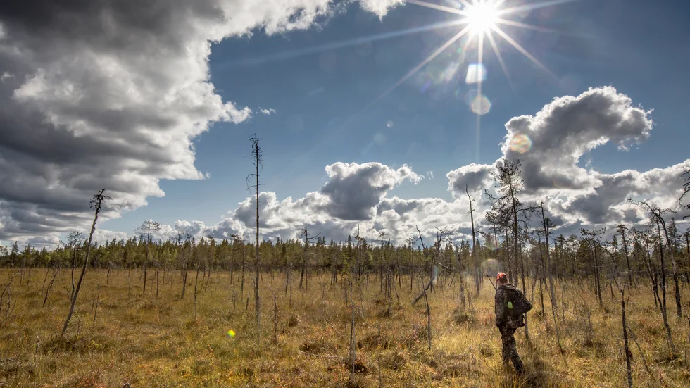 Kraftig nedgång på älg i Norrbotten. Två av älgförvaltningsområden är extra hård drabbade, bedömer Jägareförbundet Norrbotten.