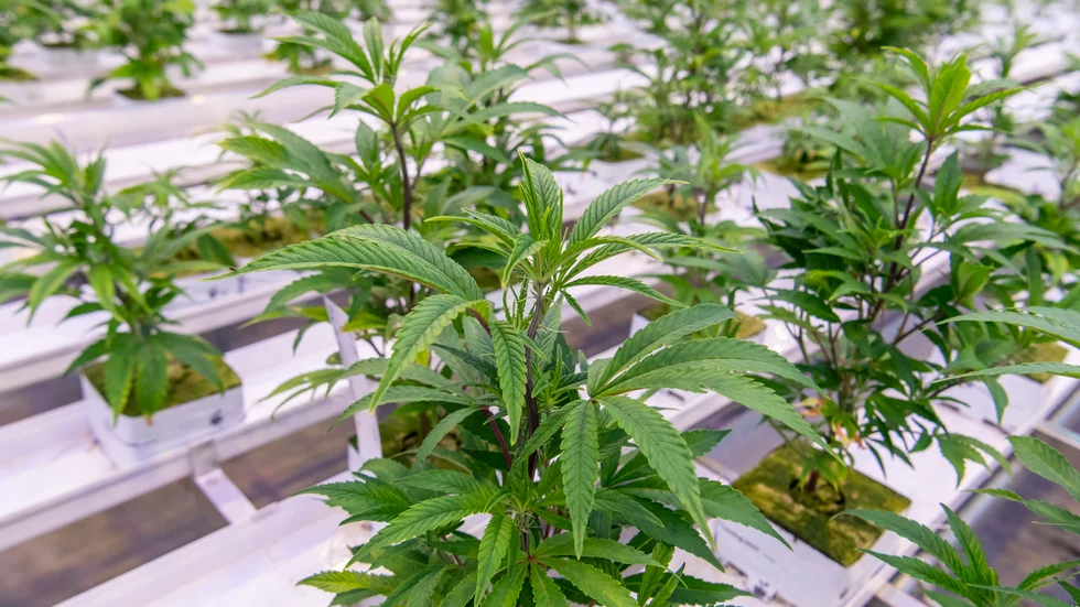 En man åtalas misstänkt för att ha odlat cannabis. Bilden är tagen i ett annat sammanhang.