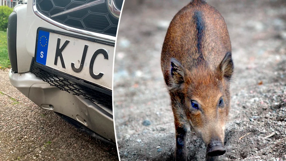 Bilen blev tilltryckt i fronten, när Elin Holmberg-Karlsson krockade med fem vildsvinskultingar på väg 52. 
