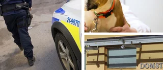Kvinna biten av hund – fick sys med 21 stygn 