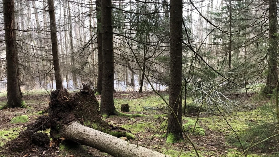 En tätortsnära skog kan ge ny kraft.