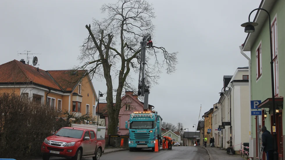 Den 22 meter långa gripklon med såg jobbade sig igenom trädet.