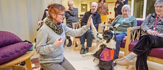 Terapihund har praktik på demensboende