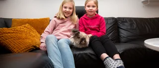 Kaninen Sally tror att hon är en innekatt